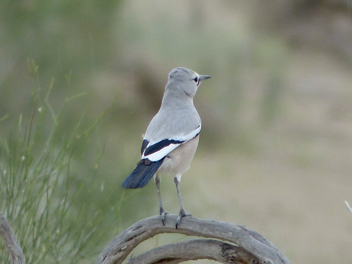 Arrendajo Terrestre del Turquestán - ML620268282