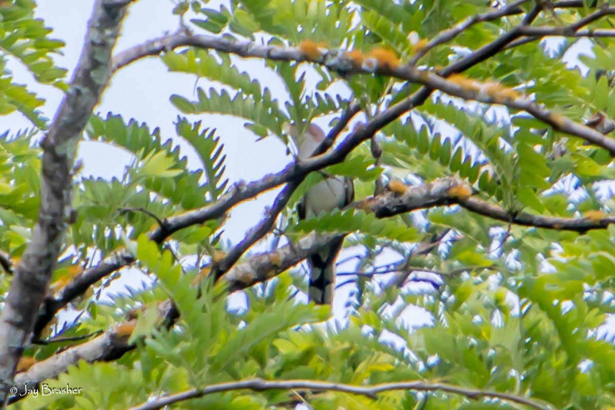 Yellow-billed Cuckoo - ML620268286