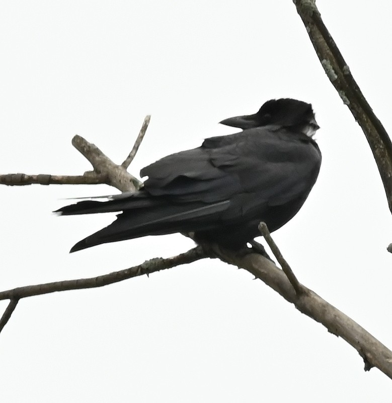 American Crow - ML620268287