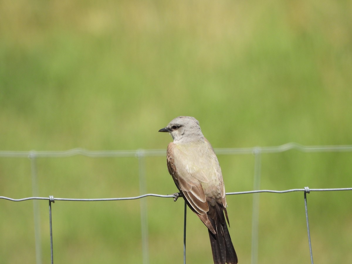 Western Kingbird - ML620268288