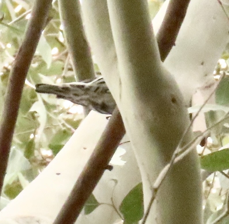 Black-and-white Warbler - Nancy Salem