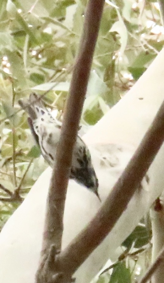 Black-and-white Warbler - ML620268291