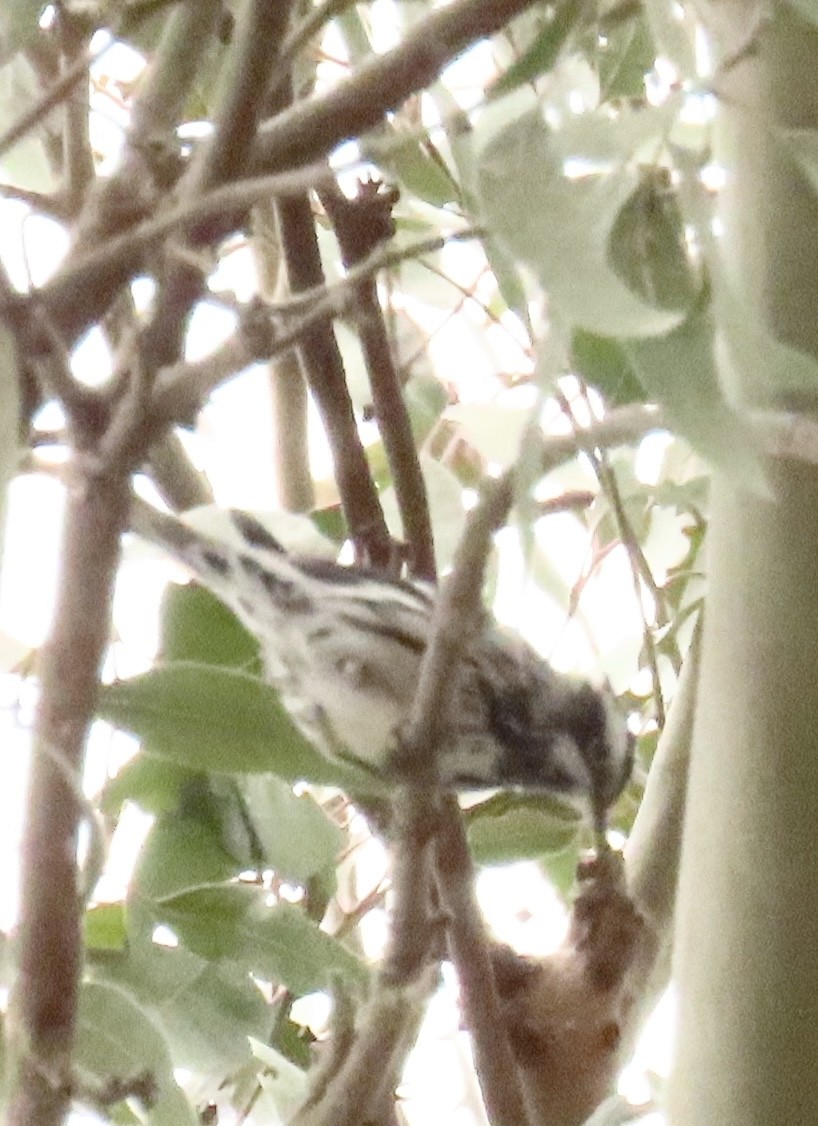 Black-and-white Warbler - ML620268292