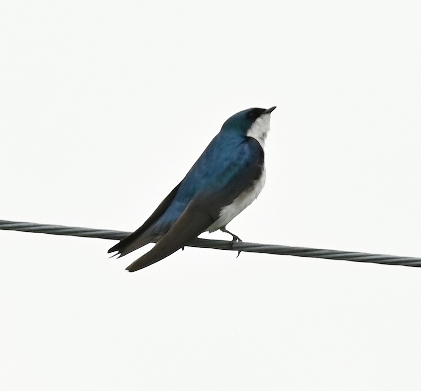 Golondrina Bicolor - ML620268294