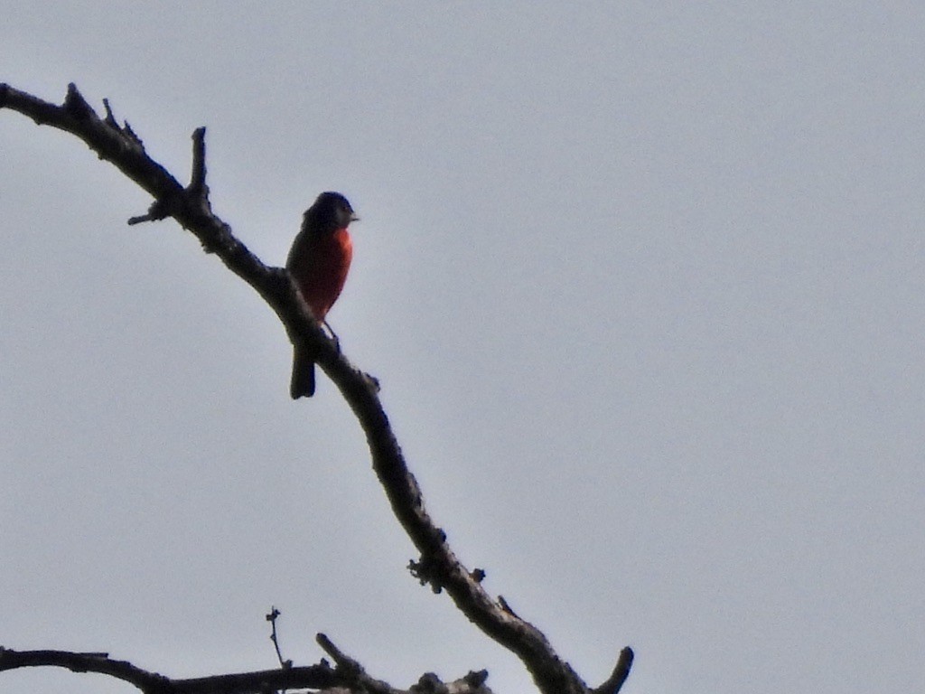 Painted Bunting - ML620268297