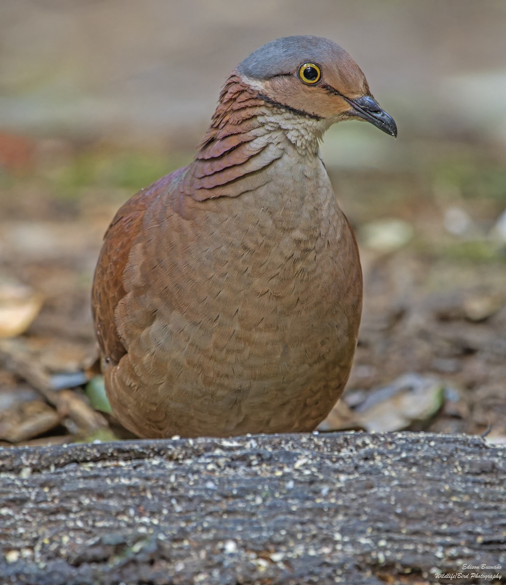 White-throated Quail-Dove - ML620268303