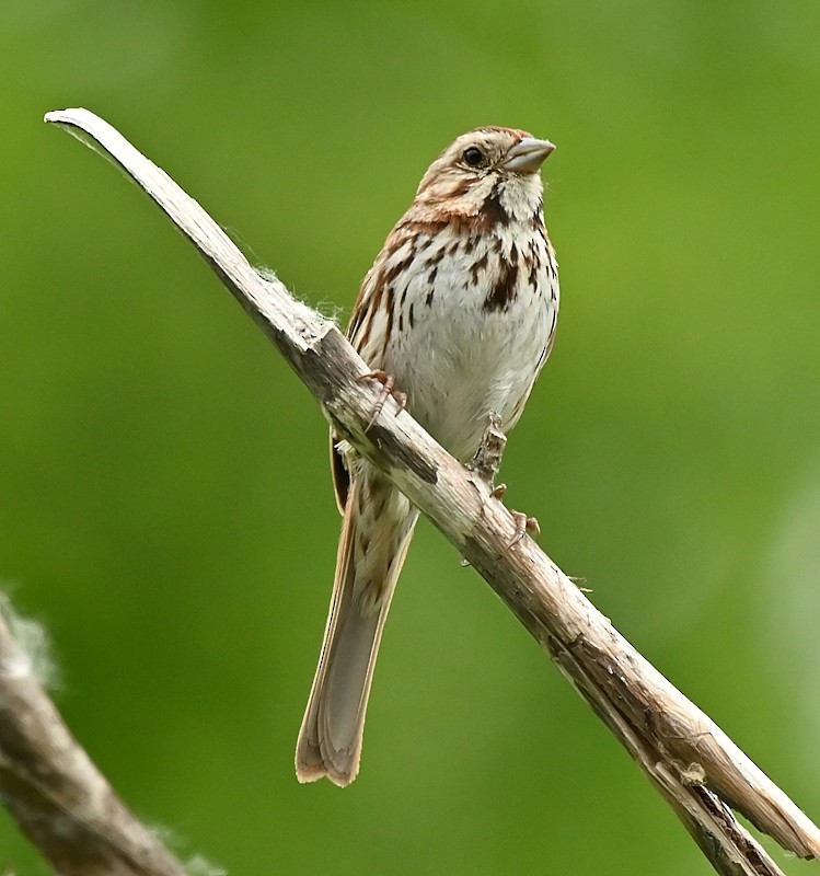 Song Sparrow - ML620268304