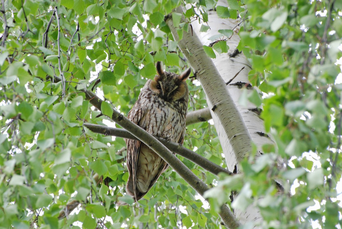 Long-eared Owl - ML620268308