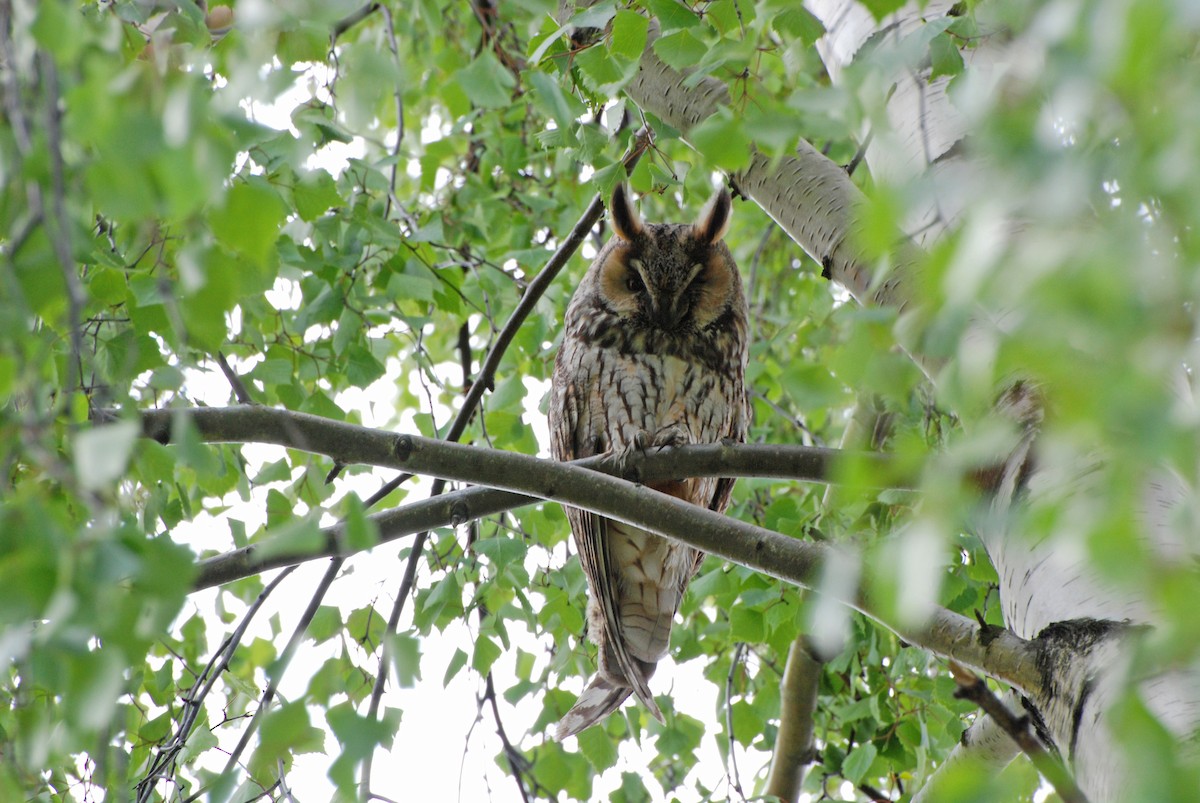 Long-eared Owl - ML620268309