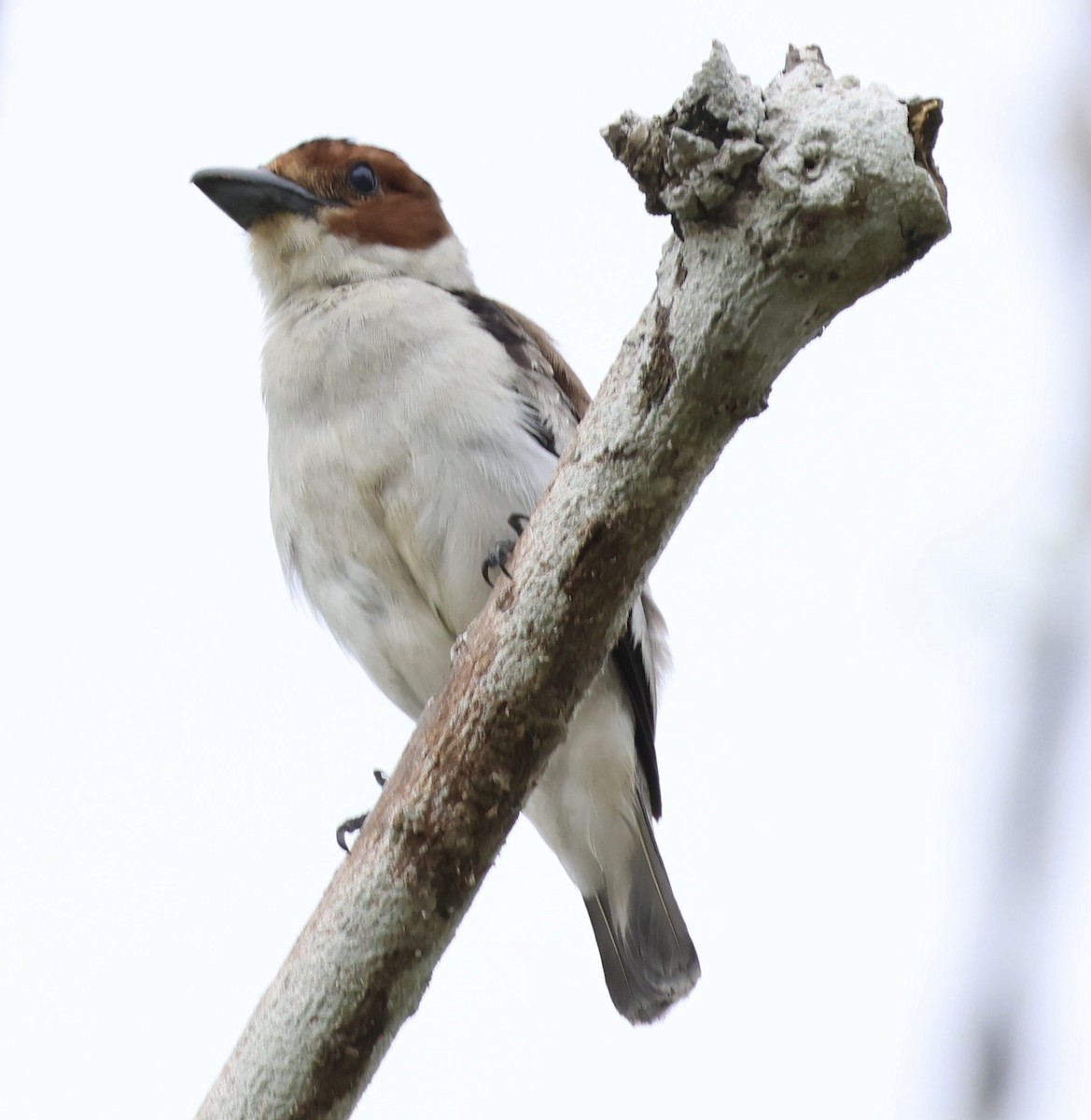 Black-crowned Tityra - ML620268319