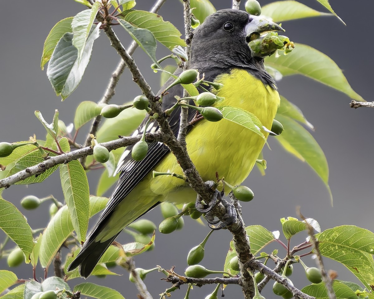 Spot-winged Grosbeak - ML620268325