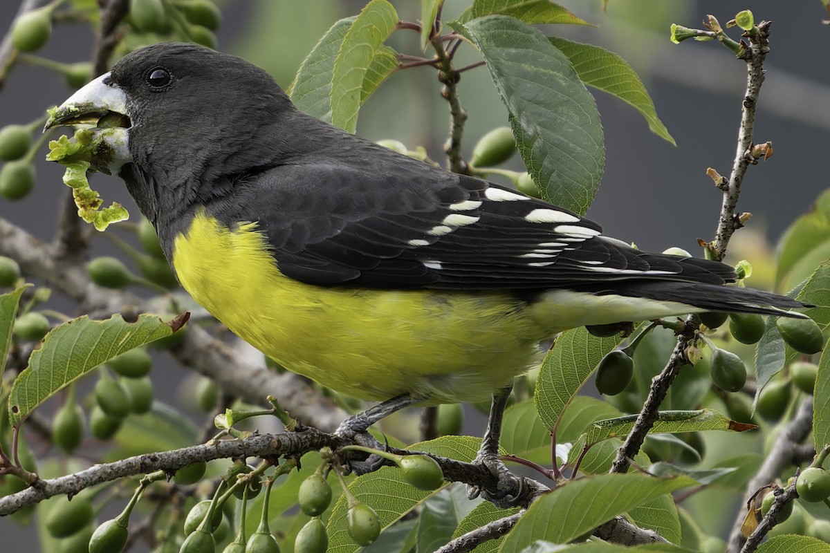 Spot-winged Grosbeak - ML620268328