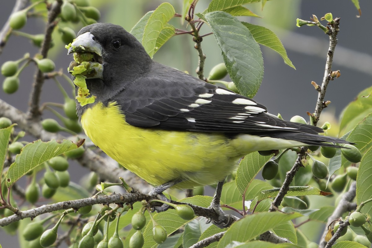 Spot-winged Grosbeak - ML620268329