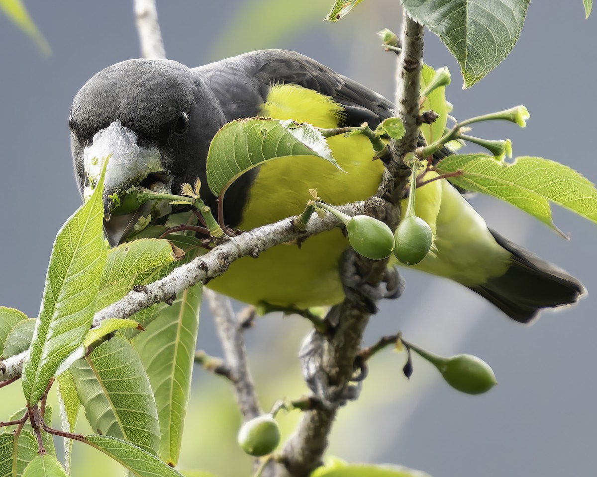 Spot-winged Grosbeak - ML620268331