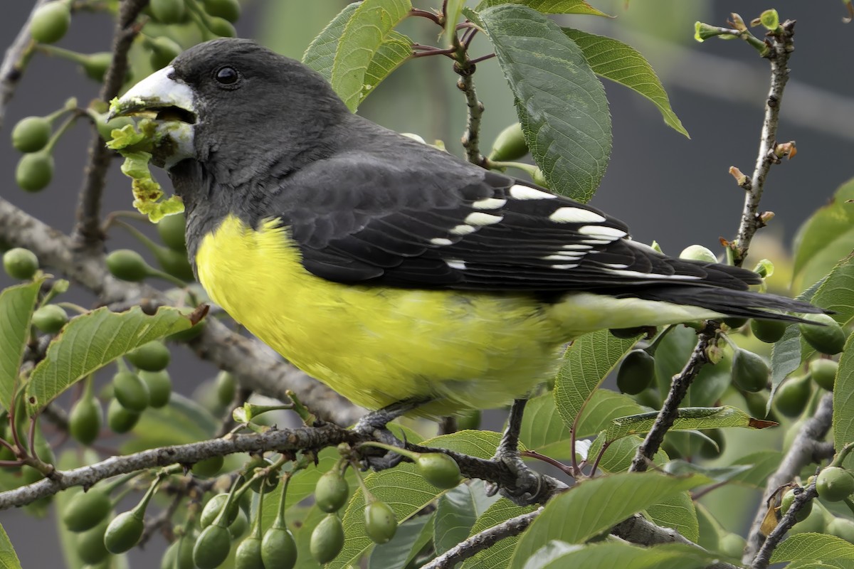 Spot-winged Grosbeak - ML620268334