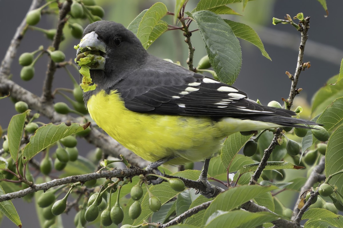 Spot-winged Grosbeak - ML620268335