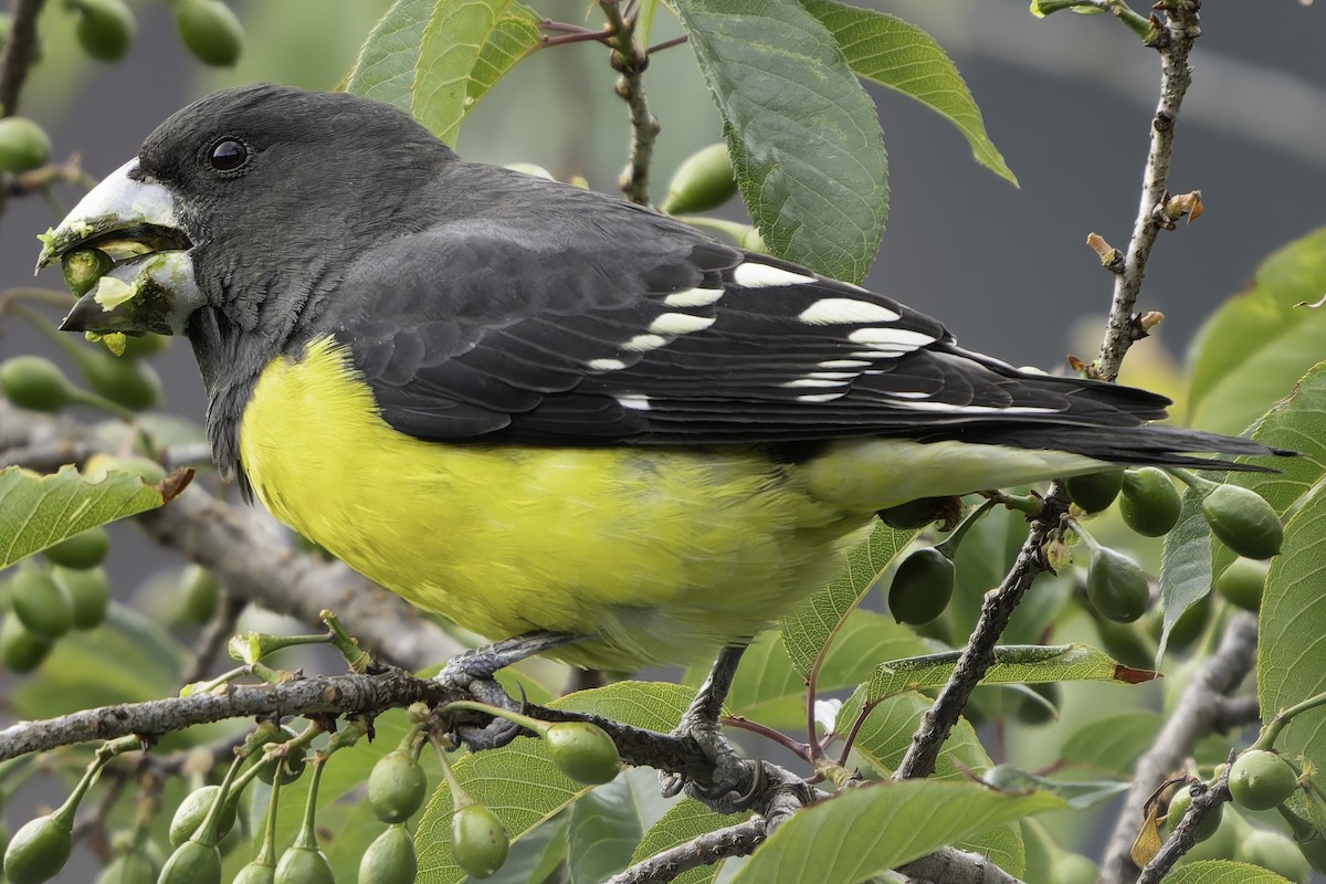 Spot-winged Grosbeak - ML620268337