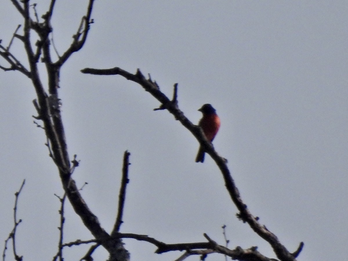 Painted Bunting - ML620268338