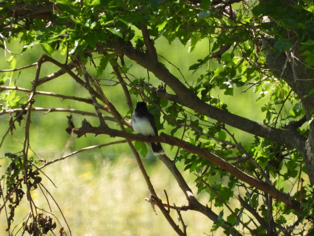 Eastern Kingbird - ML620268351