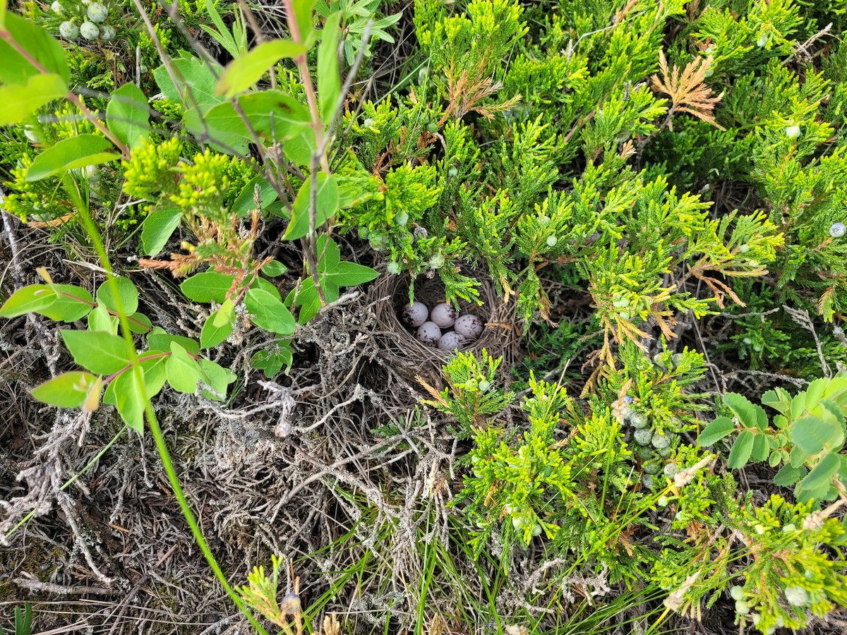 Lark Sparrow - ML620268368