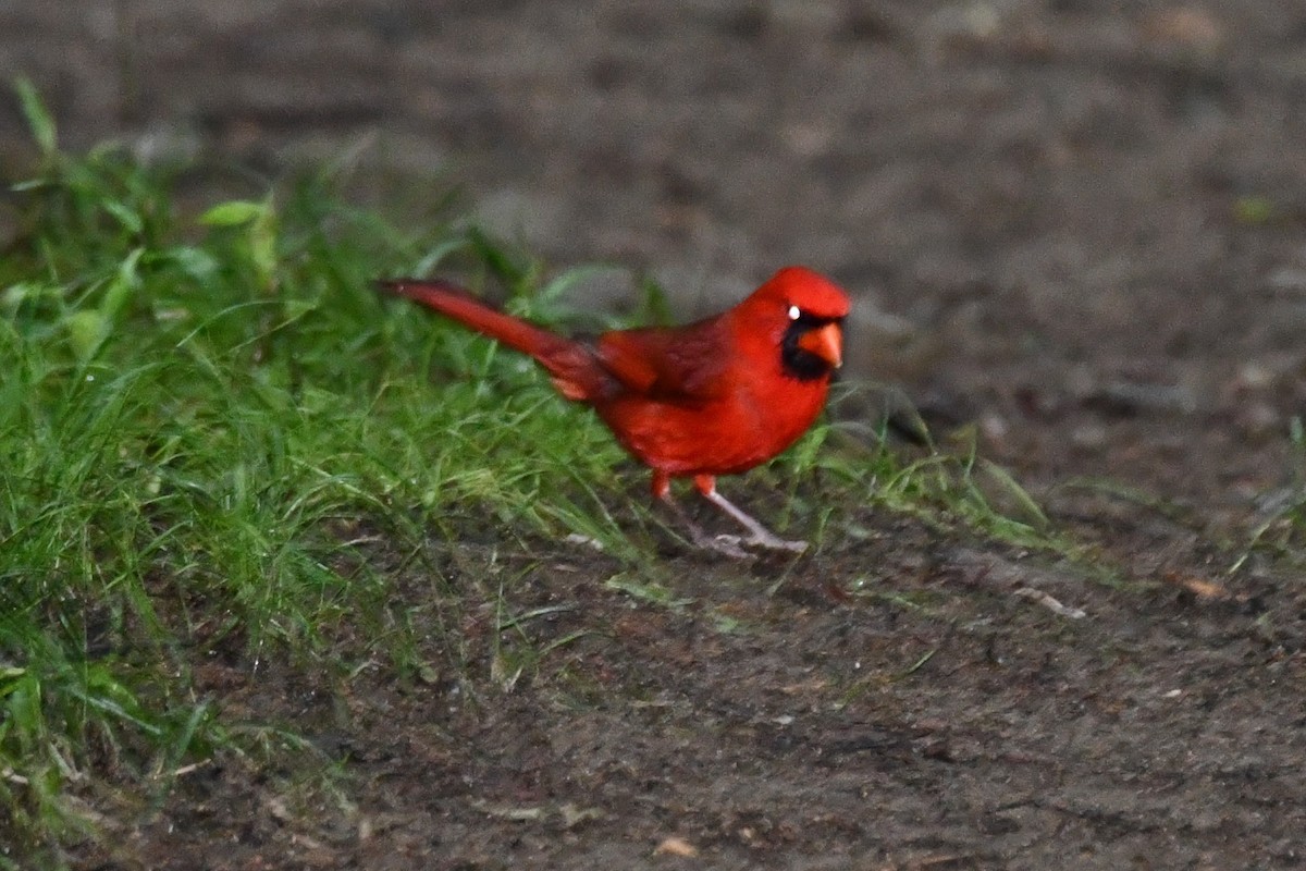 Northern Cardinal - ML620268384