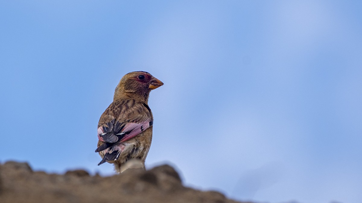 Crimson-winged Finch - ML620268386