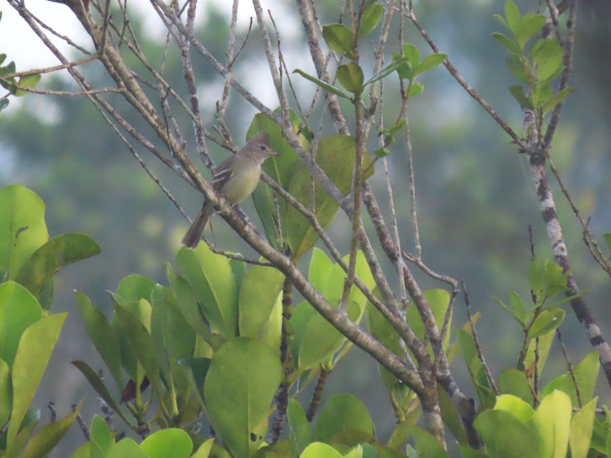 Plain-crested Elaenia - ML620268389