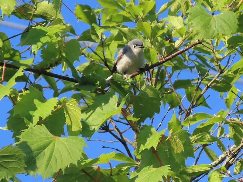 Blue-gray Gnatcatcher - ML620268392