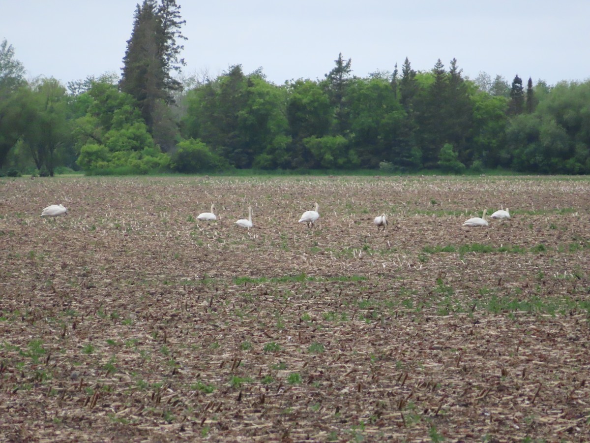 Cisne Trompetero - ML620268393