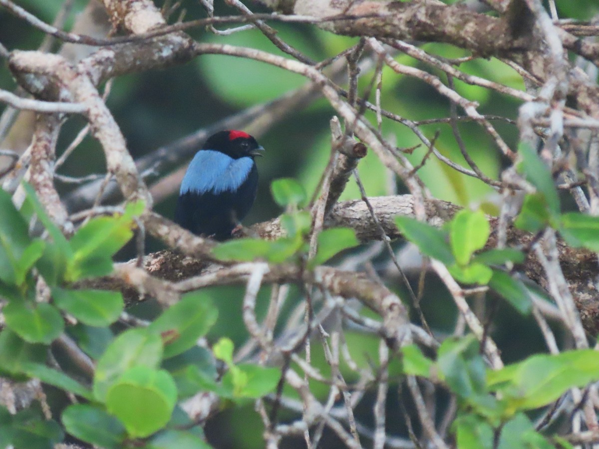 Blue-backed Manakin (pareola/atlantica) - ML620268398
