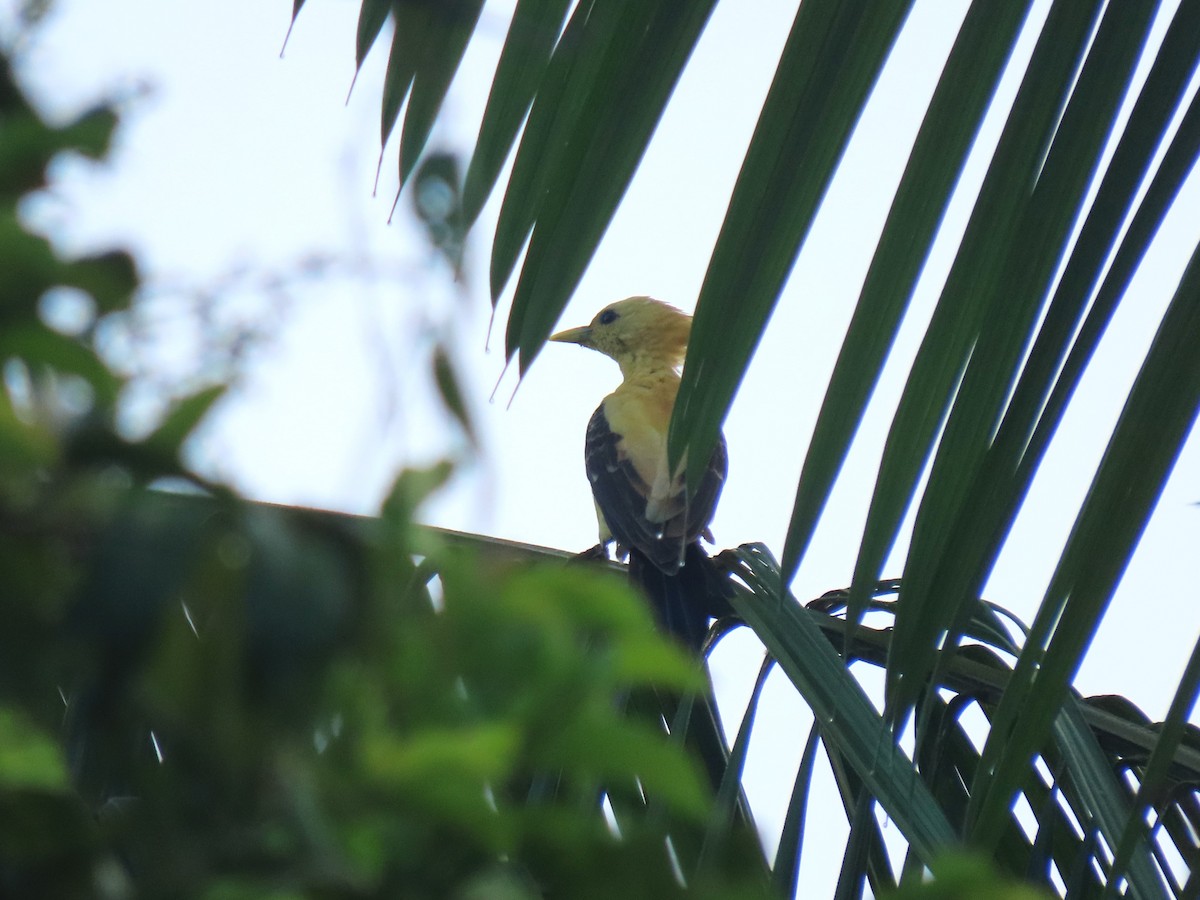 Cream-colored Woodpecker - ML620268399