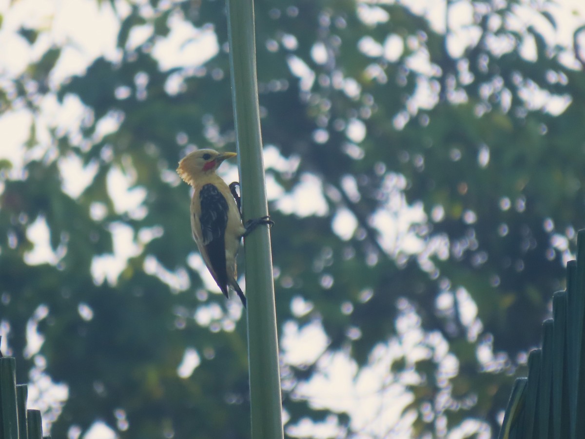 Cream-colored Woodpecker - ML620268400