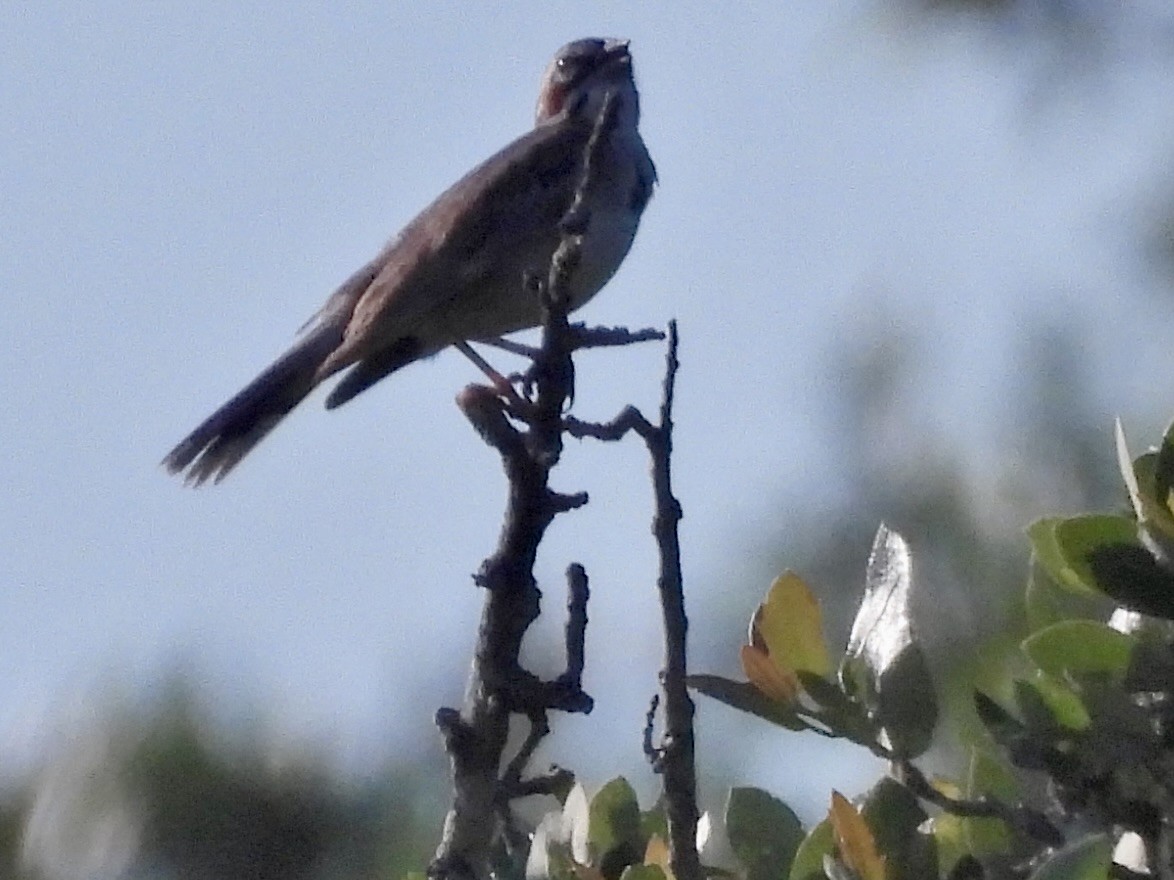 Lark Sparrow - ML620268401