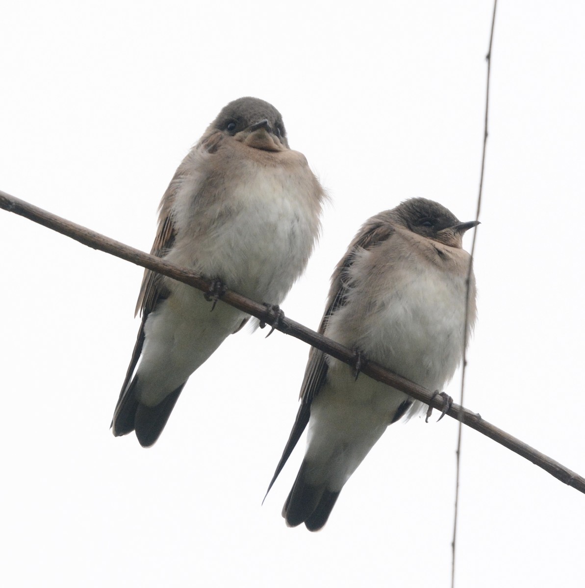 Northern Rough-winged Swallow - ML620268403