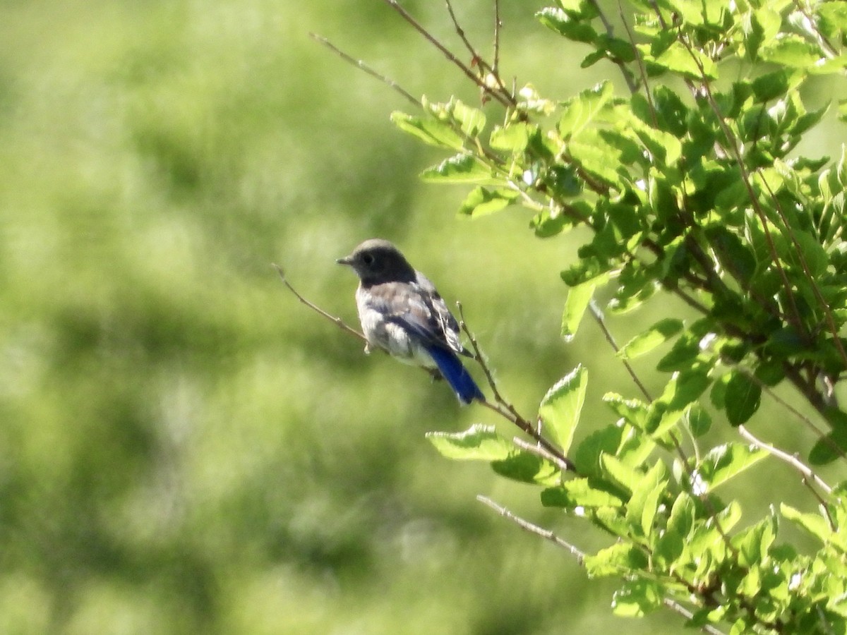 Eastern Bluebird - ML620268406