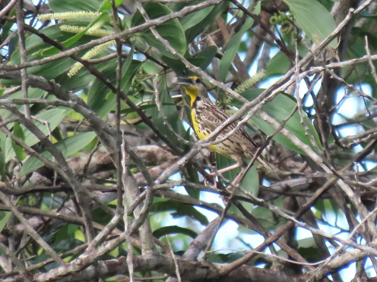 Eastern Meadowlark - ML620268408