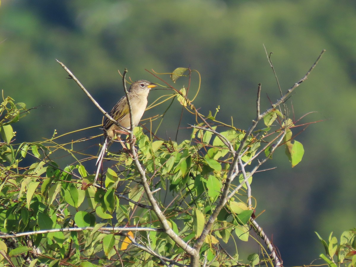 Wedge-tailed Grass-Finch - ML620268412