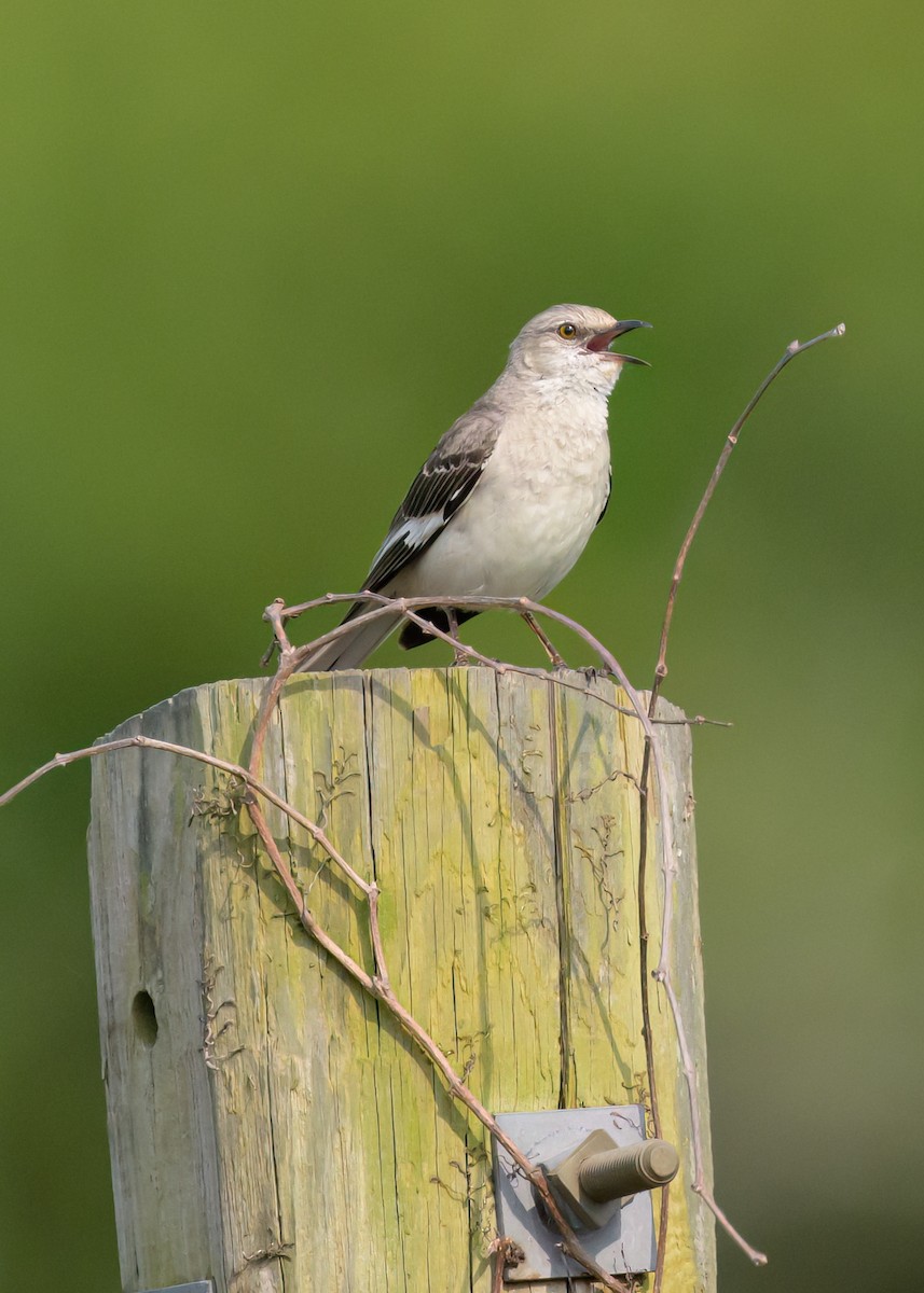 Northern Mockingbird - ML620268413