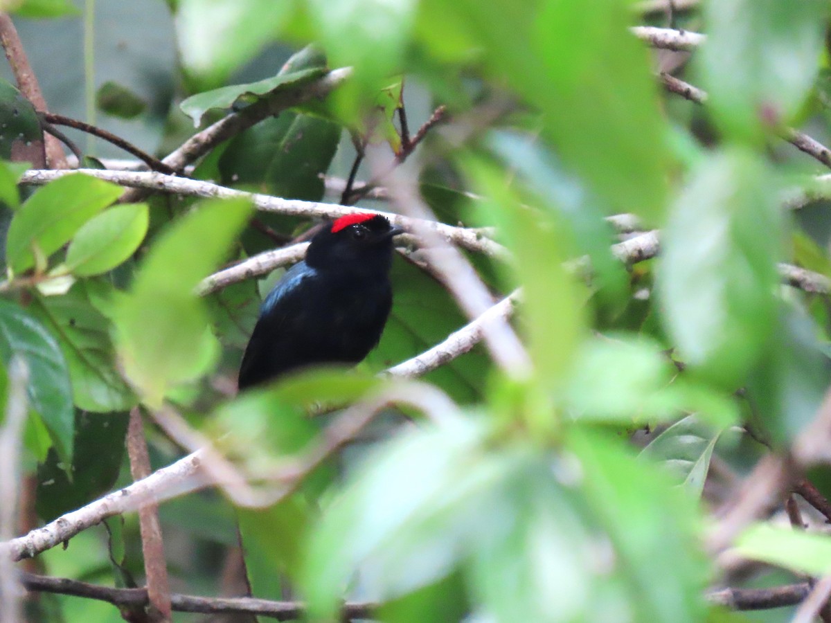 Blue-backed Manakin - ML620268415