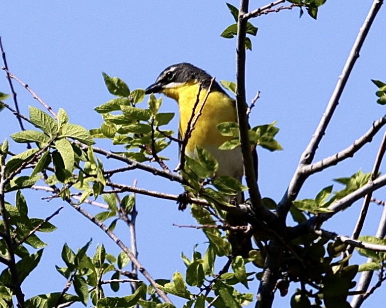 Yellow-breasted Chat - ML620268425