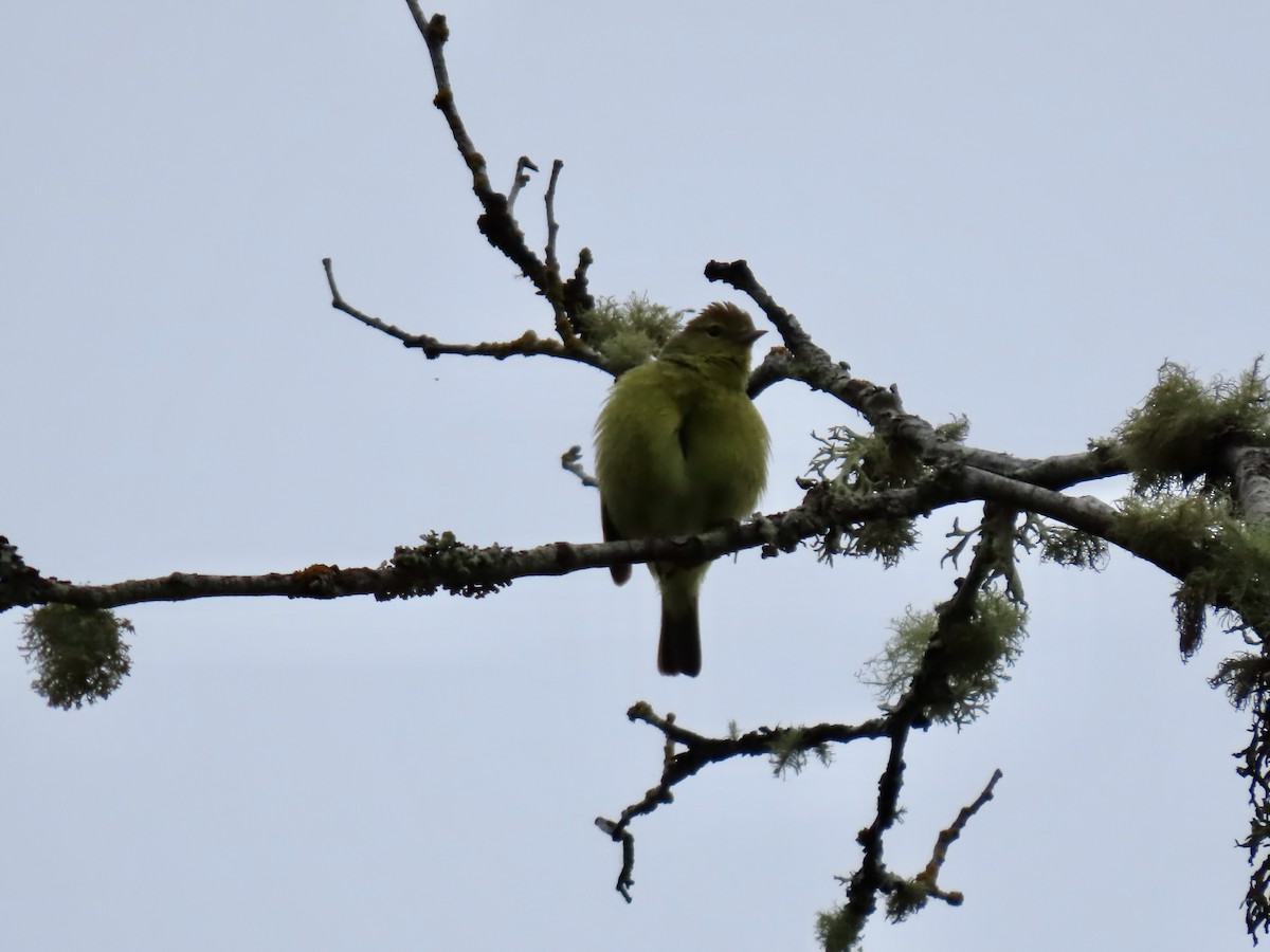 Orange-crowned Warbler - ML620268427