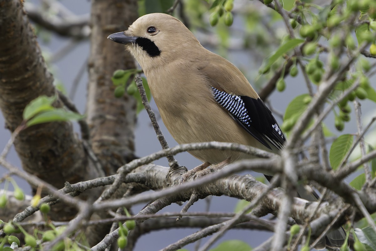 Eurasian Jay - Grant Price