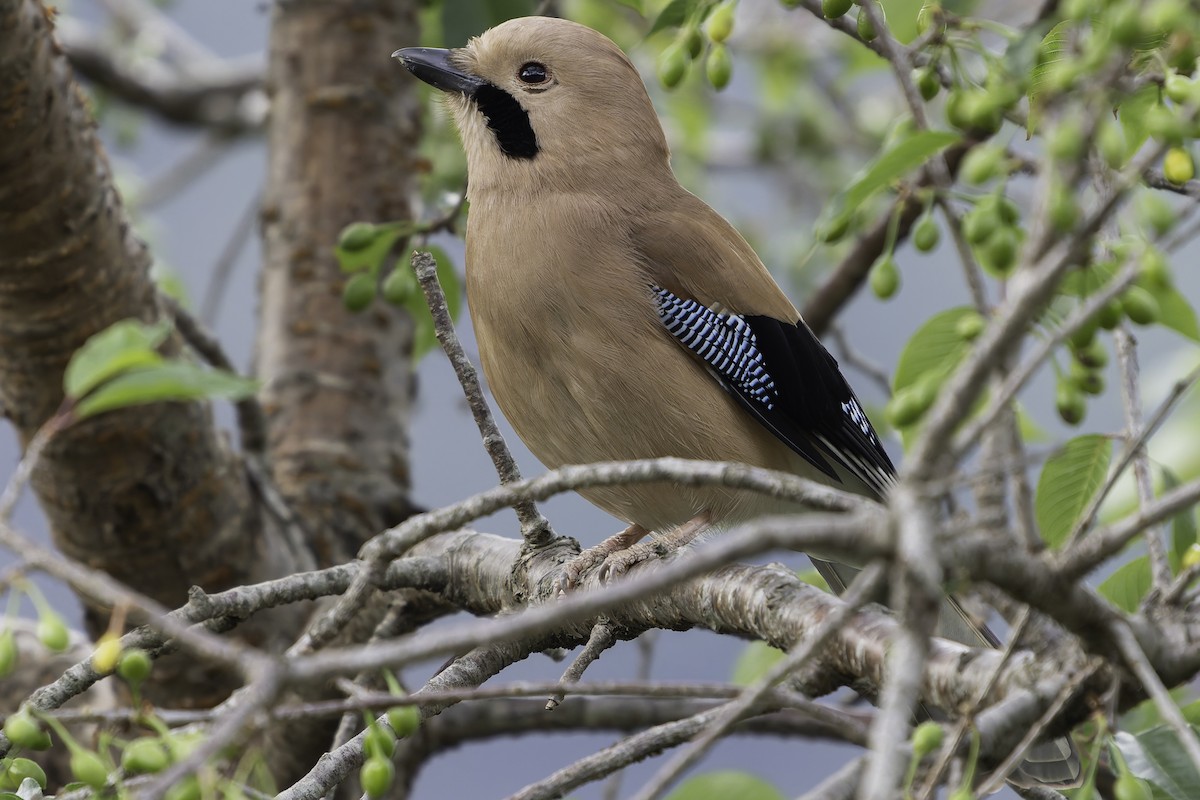 Eurasian Jay - ML620268433