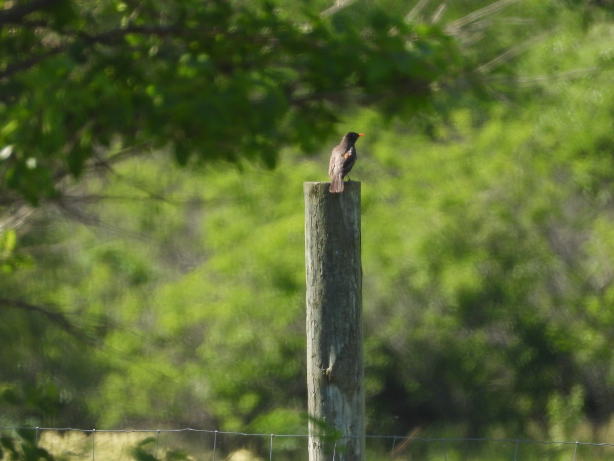 American Robin - ML620268434