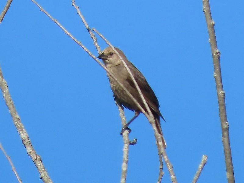 Tordo Cabecipardo - ML620268436