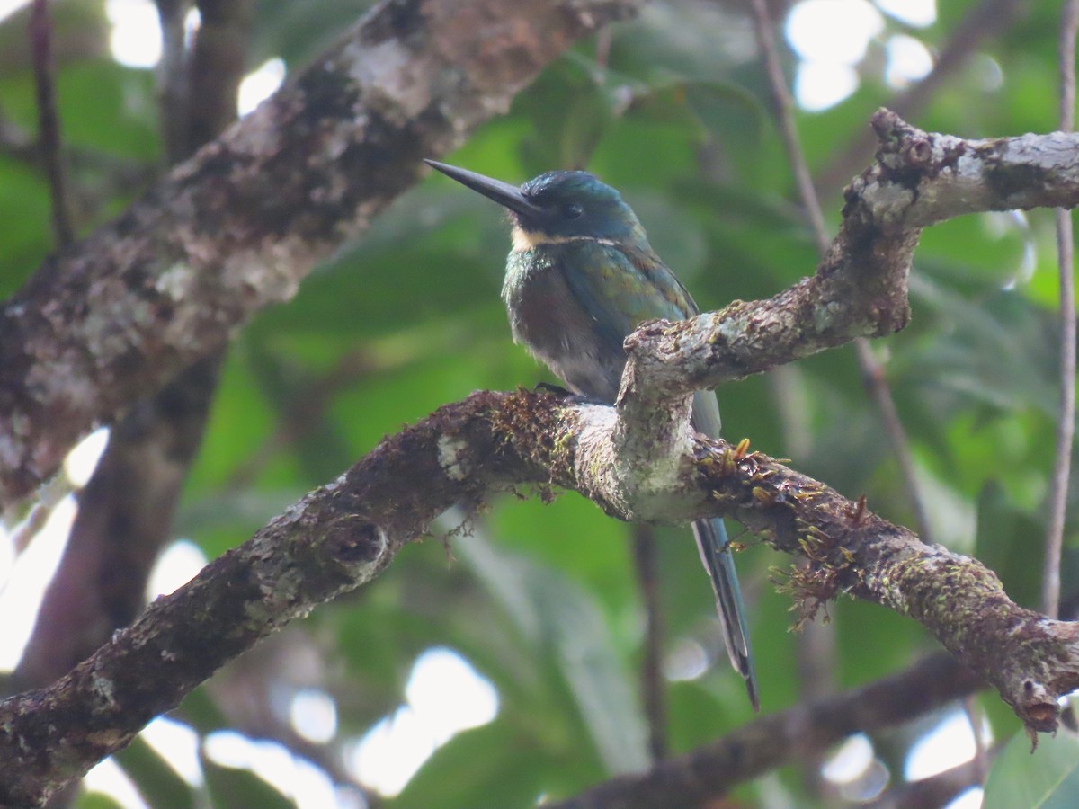 Bronzy Jacamar - ML620268438