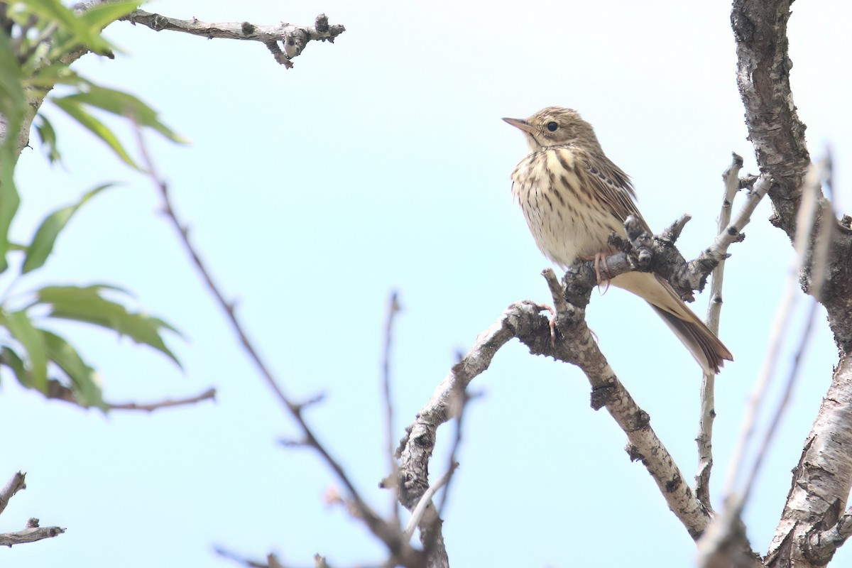 Tree Pipit - ML620268440