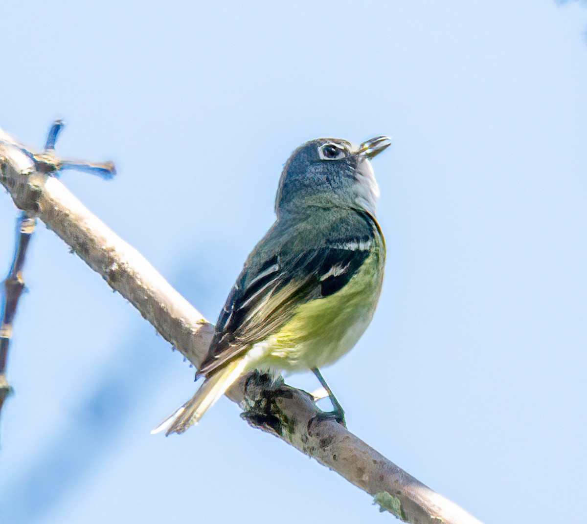 Blue-headed Vireo - ML620268441