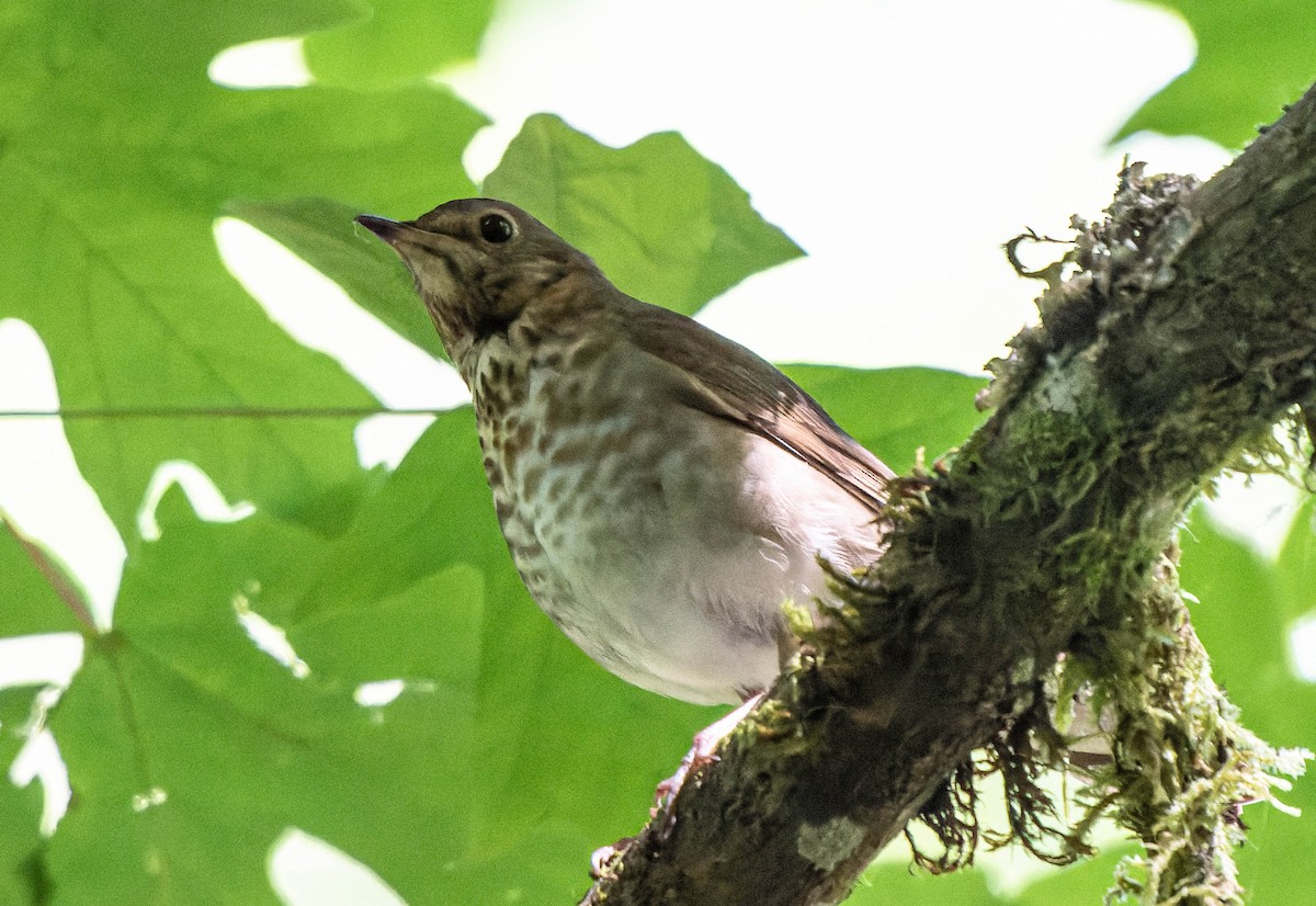 Swainson's Thrush - ML620268443