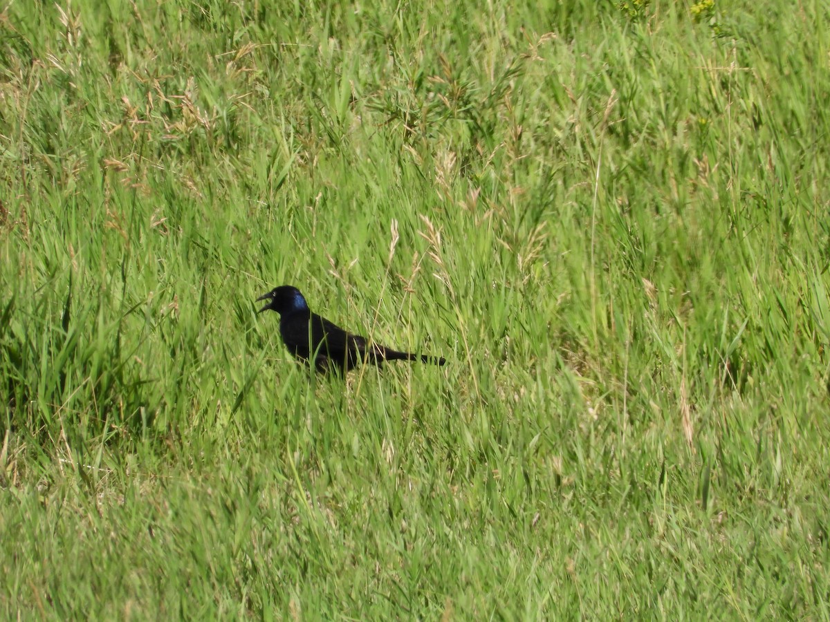 Common Grackle - ML620268444